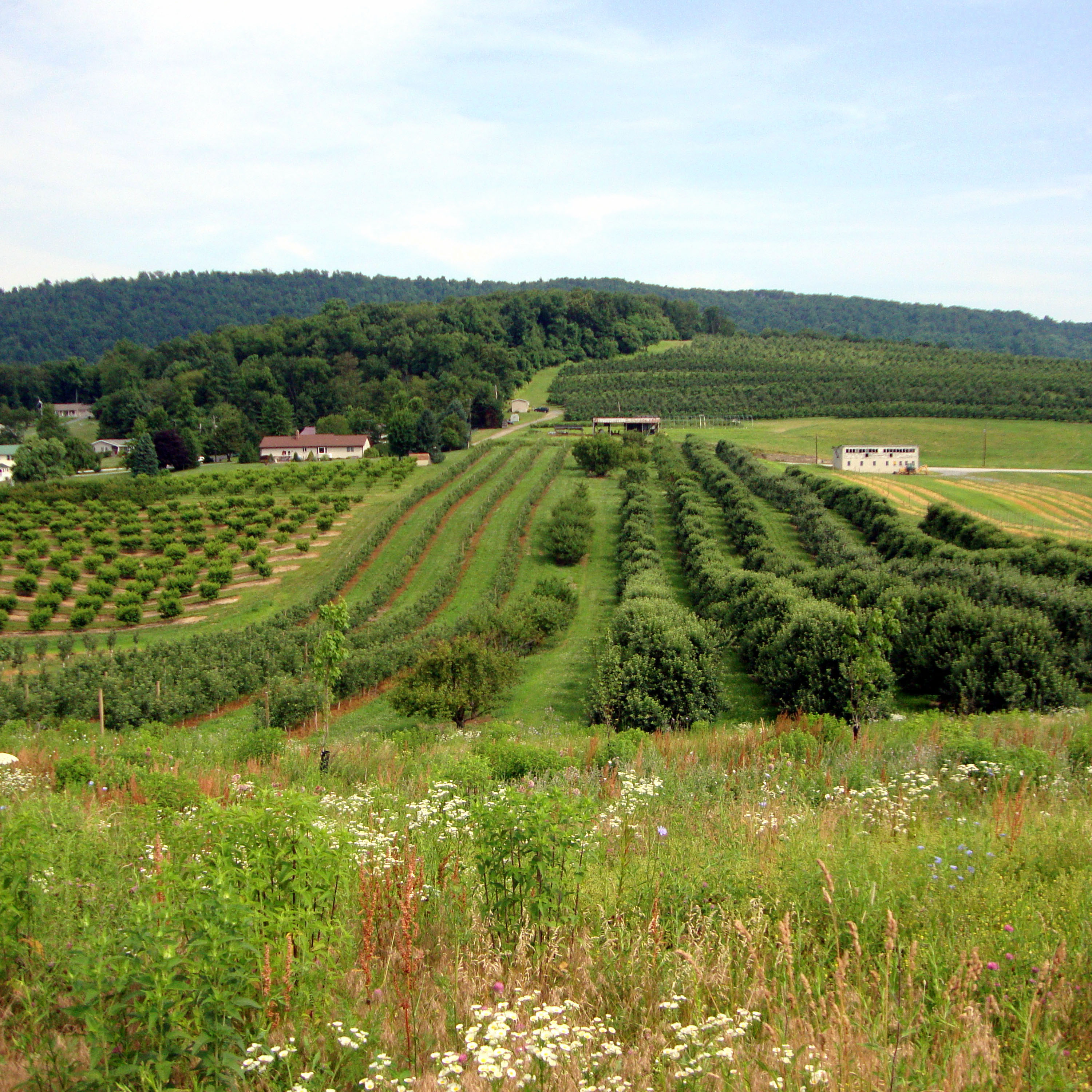 Farmland, including rows of trees and plants, recedes into the distance. The foreground has flowering ground cover.