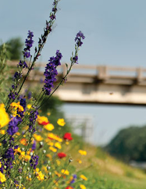 roadside flowers
