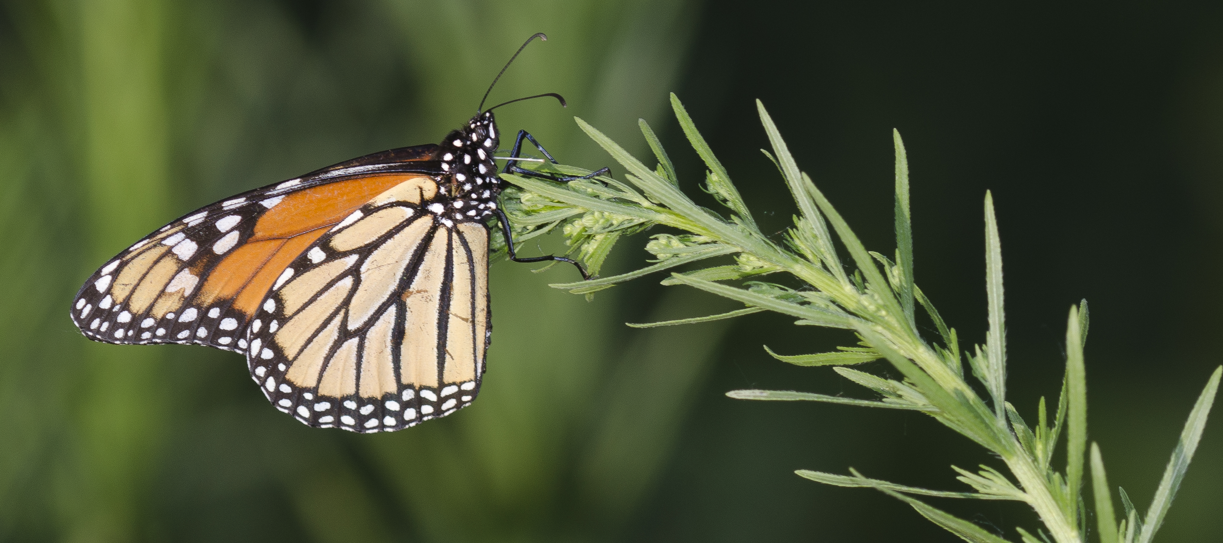 An orange monarch stands out against a dark green backdrop.
