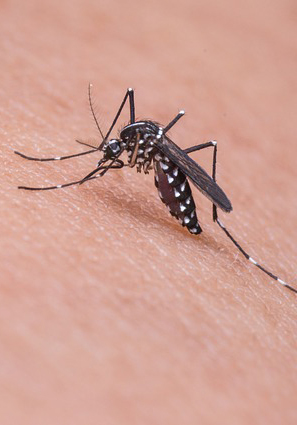 Mosquito feeding on a person's arm