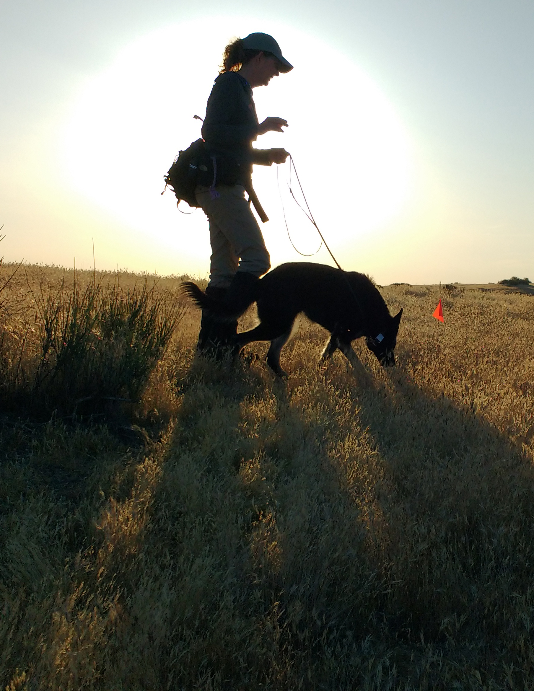 A woman walking across a field with a nose working dog, looking for bumble bee nests.