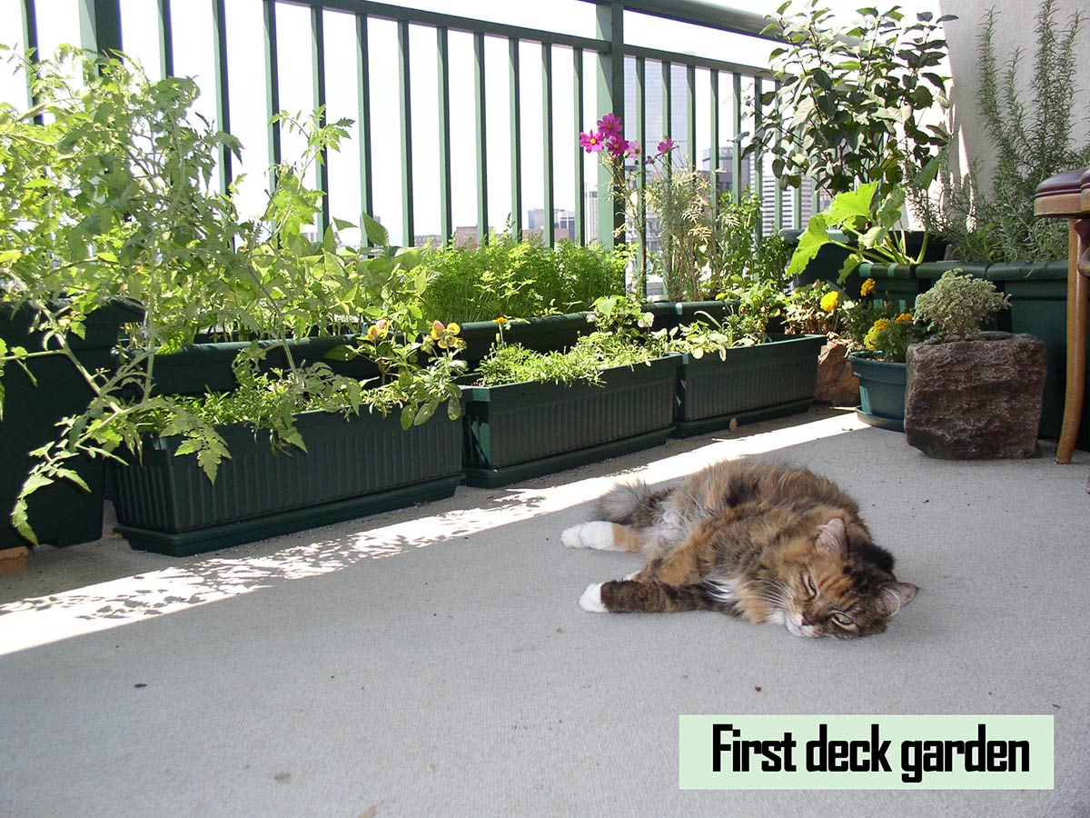 A cat lays in front of a container garden on a balcony