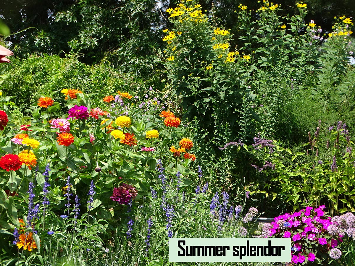 Many different flowers in bloom