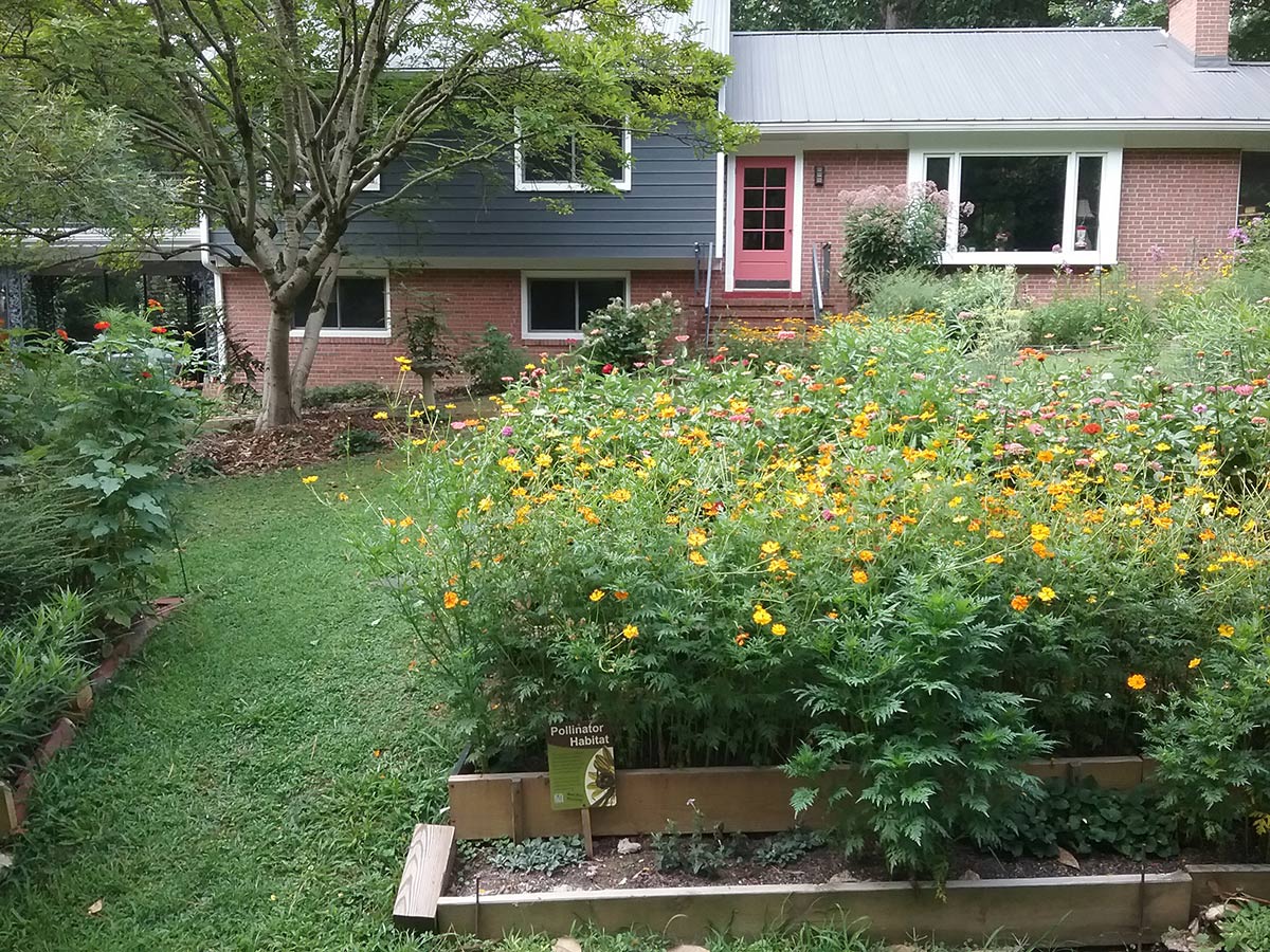 Pollinator garden patches in the front yard, with a house behind