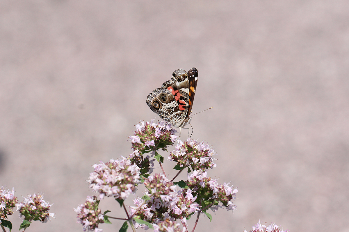 American lady butterfly on a cluster of flower, photographed by Pat