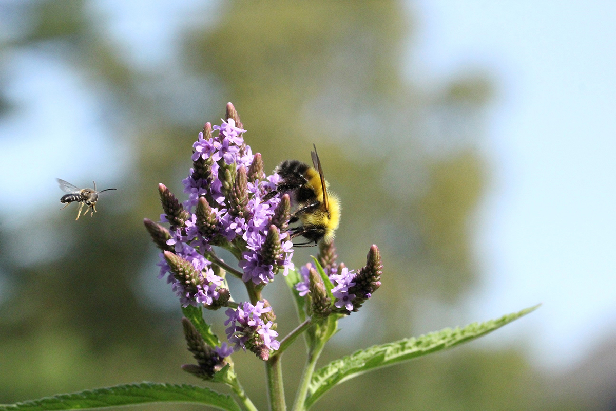 Bumble bee and other pollinators on flower