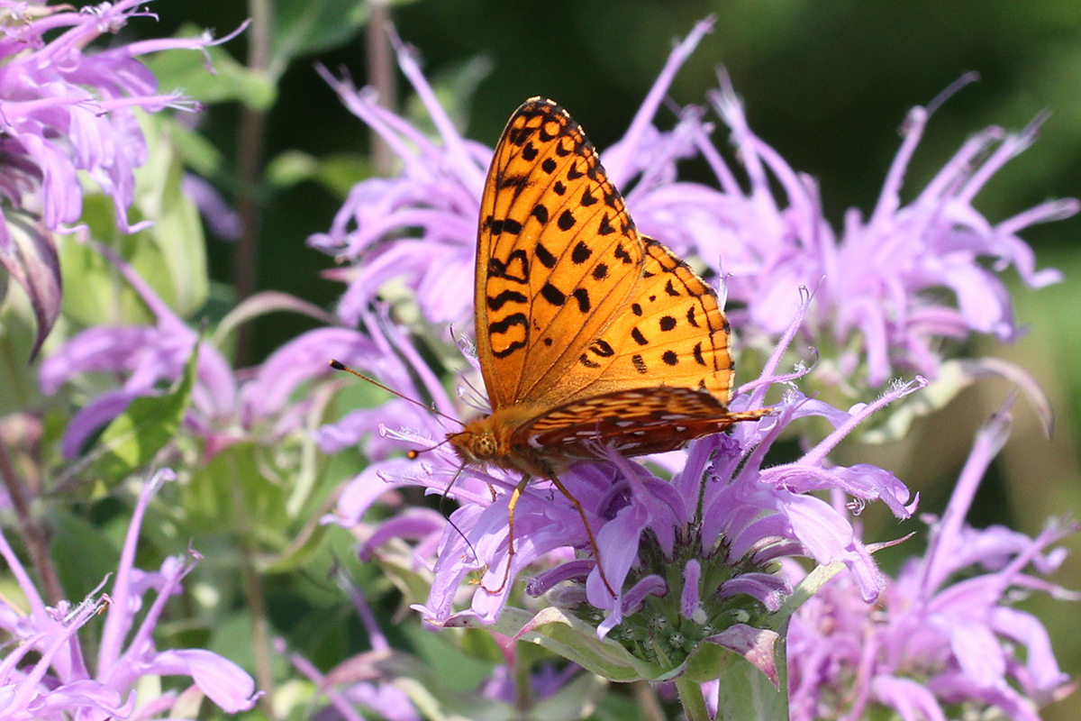 Fritillary butterfly on monarda flowers