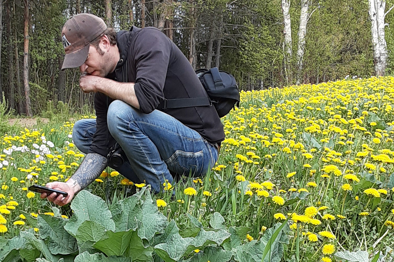 "flowers, yellow, green, meadow, trees, science, conservation"