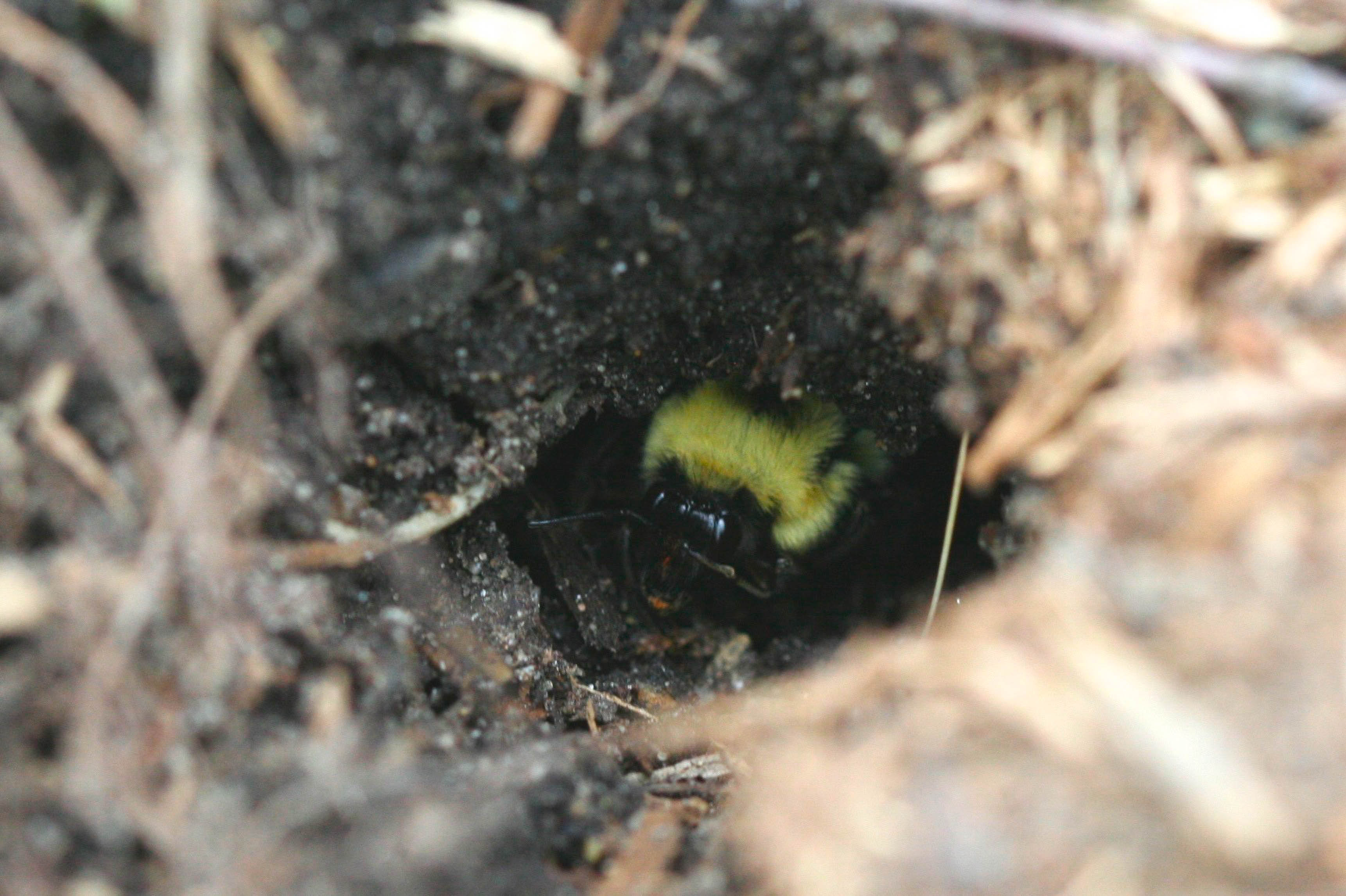 "leaf litter, overwinter, bumble bee life cycle, science, conservation"