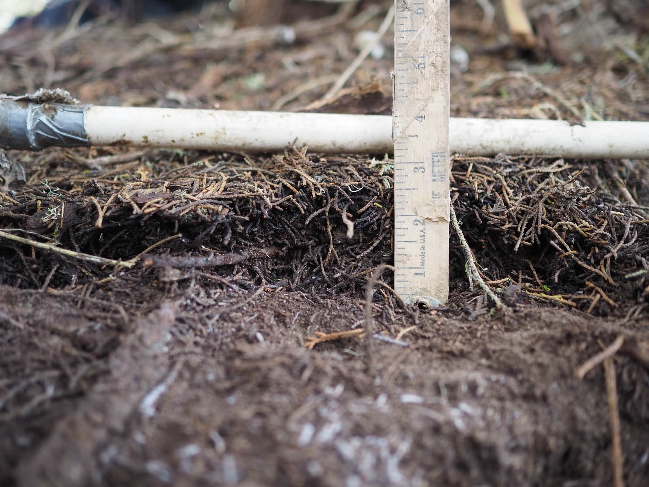"ruler, measuring, science, conservation, bumble bee queen"