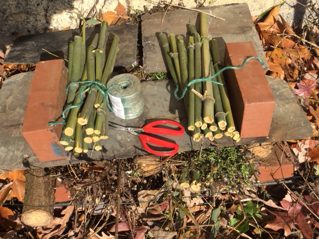 Cut bamboo pieces tied together in a group