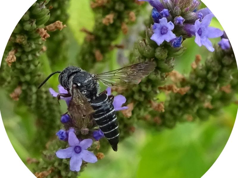 Cuckoo leaf-cutter bee foraging from flowers in Leaon's gardens