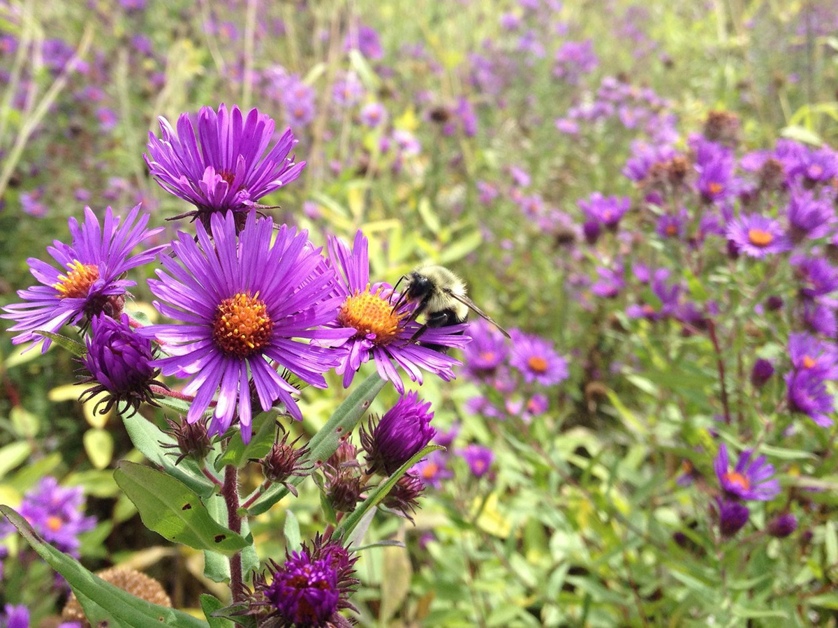 Bombus impatiens male on New England aster in Michigan wildflower meadow