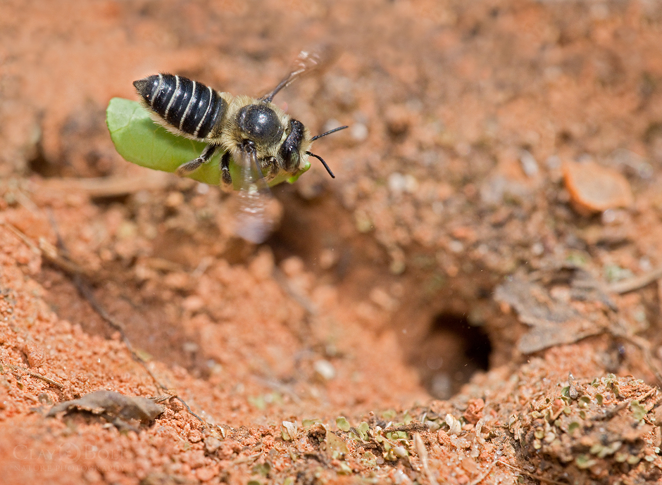 Leafcutter bee carrying a piece of leaf