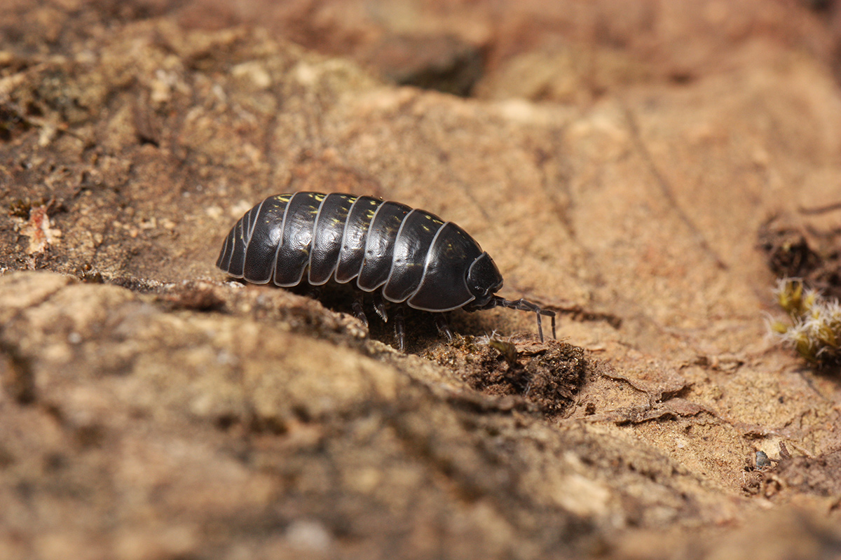 Unrolled pill bug
