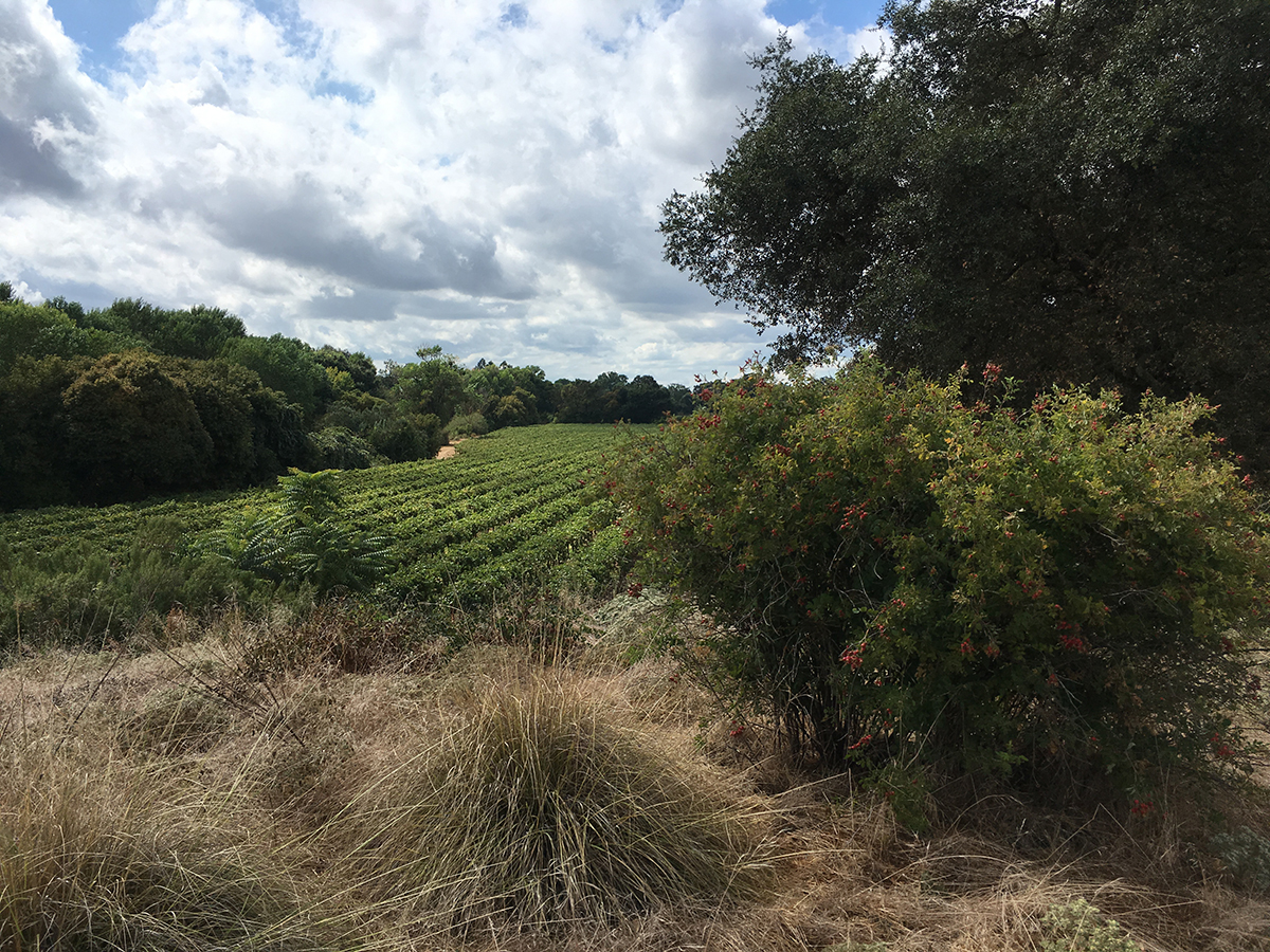 Grapes on a vineyard