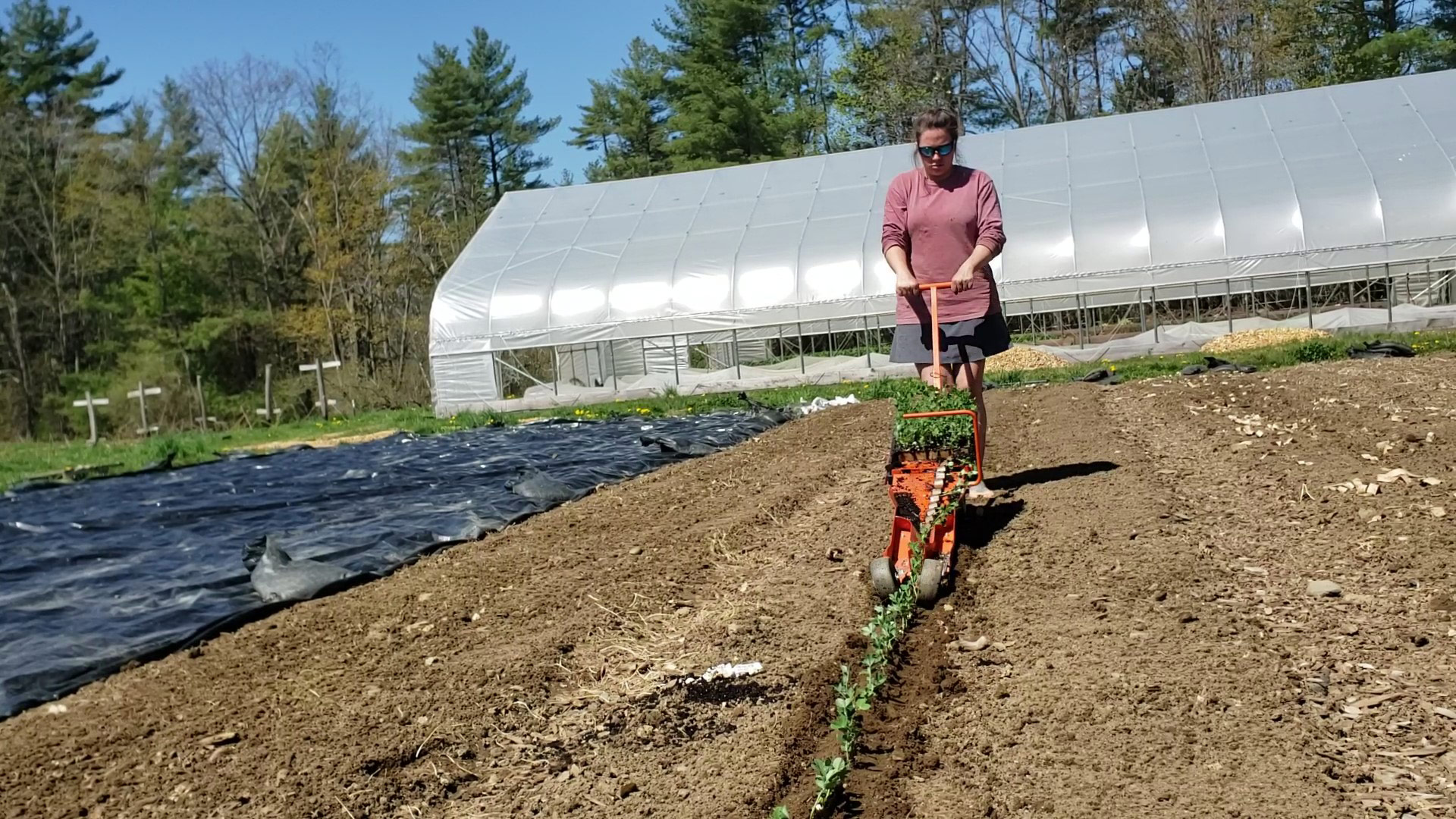 Abigail Clarke transplanting pea seedlings with a transplanter tool