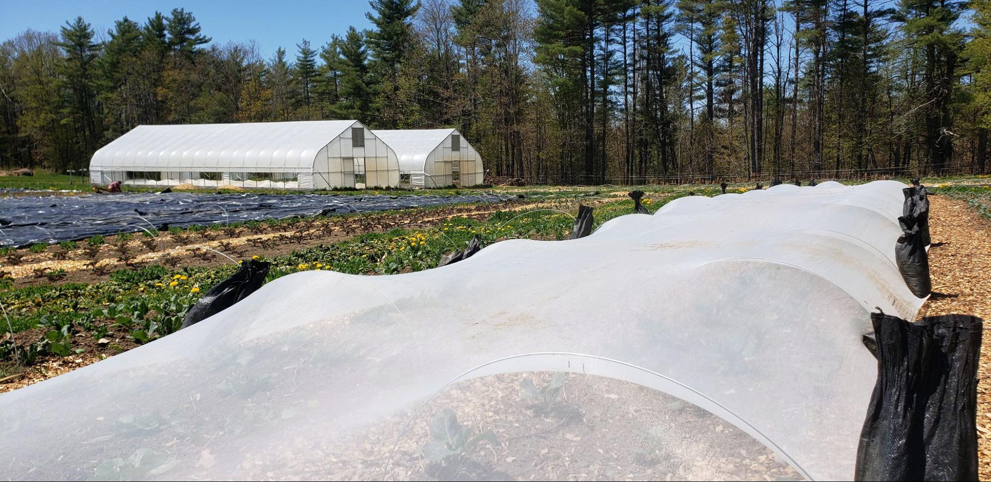 Cabbage beds under exclusion netting