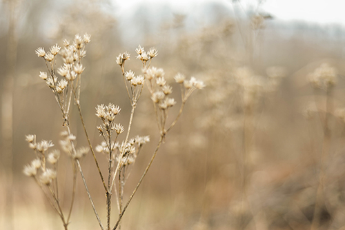 Dead flowers on their hollowed stems in fall