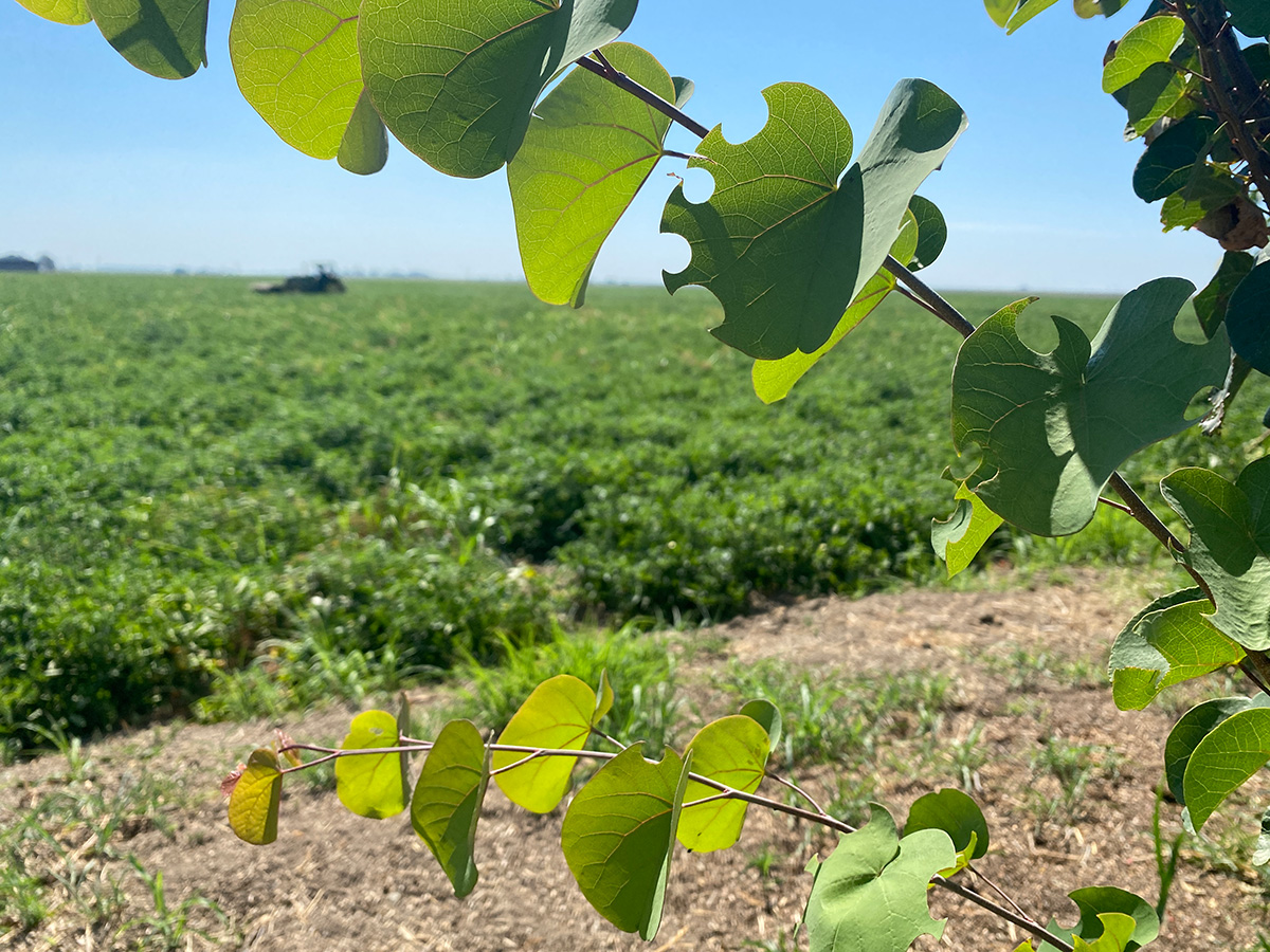 Branch of leaves with round holes in some leaves