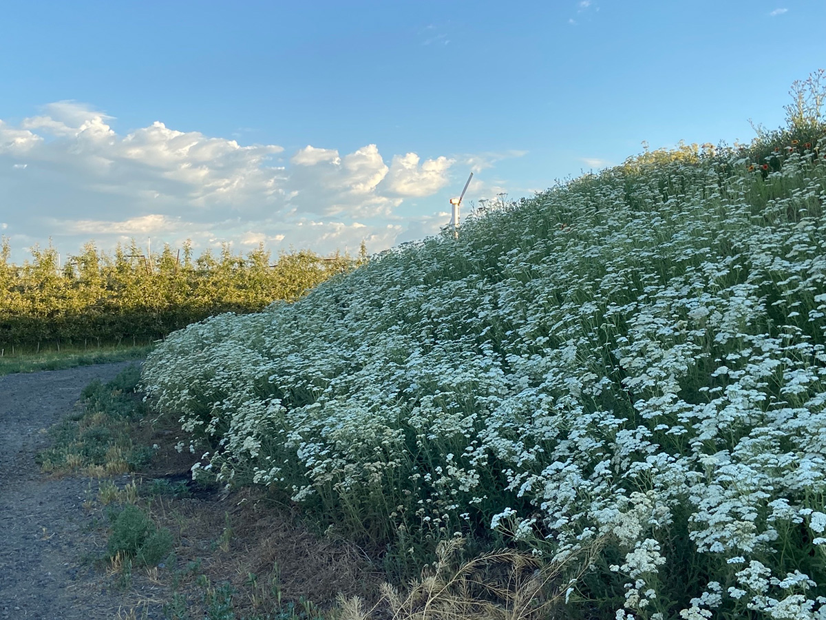 Hillside fulll of wildflowers 