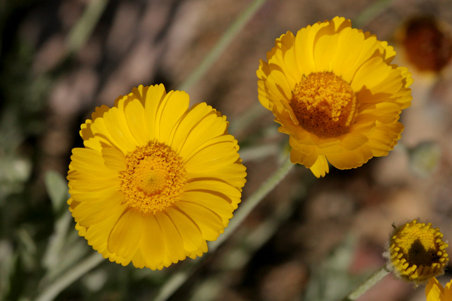Desert marigold bloom
