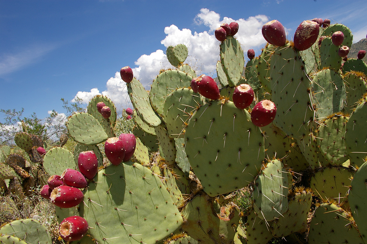 Prickly pear cactus