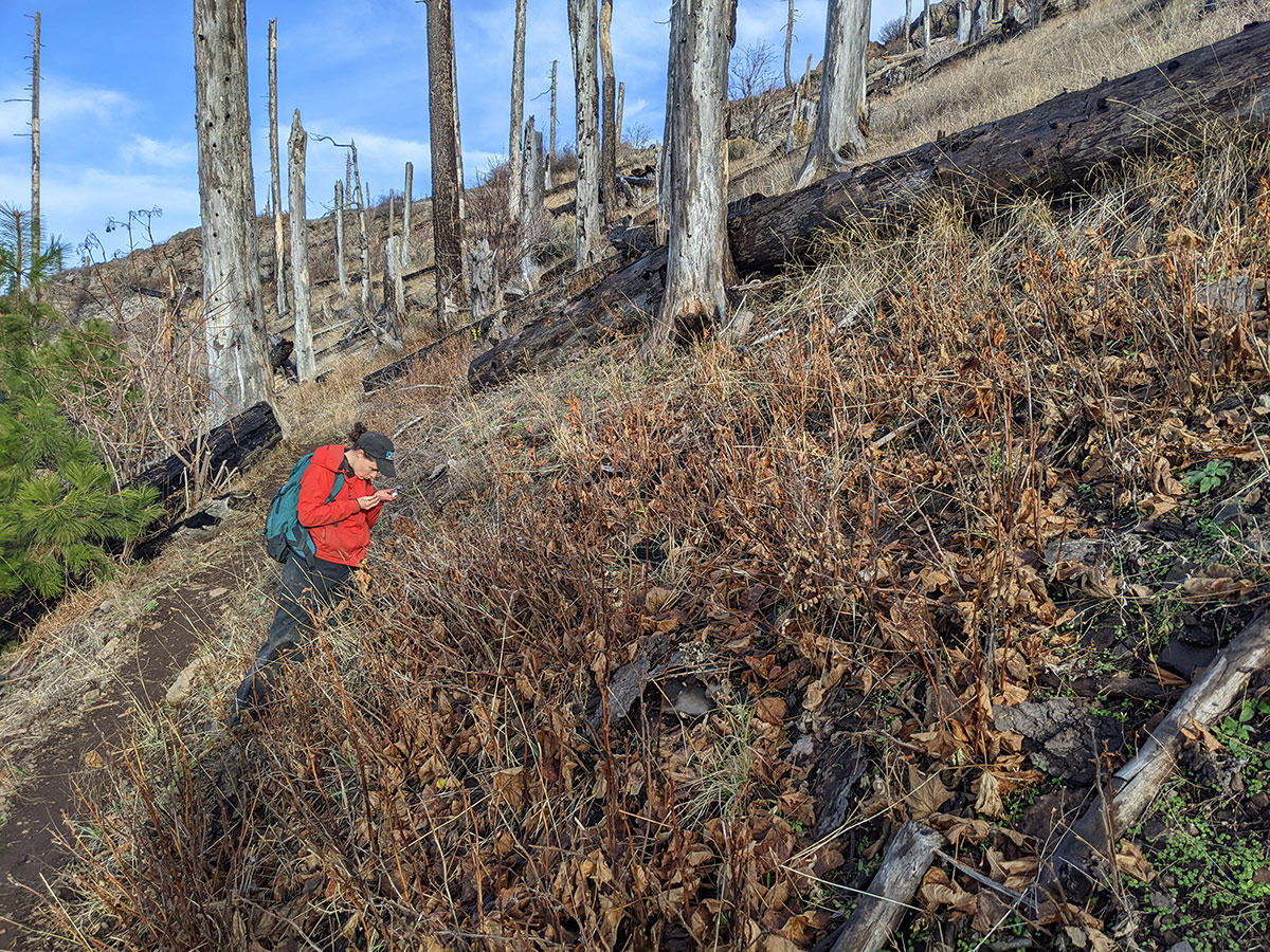 Biologist looking into a patch of brush and dead leaves