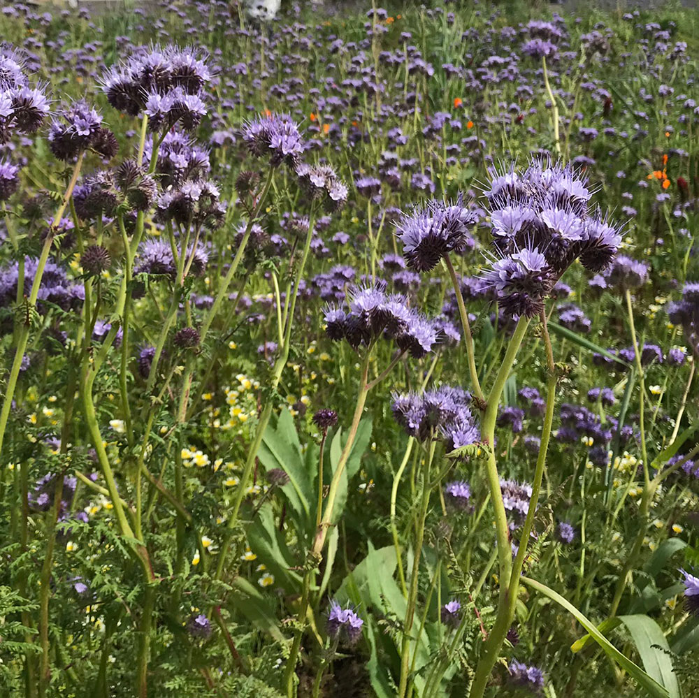 cover crop flowers
