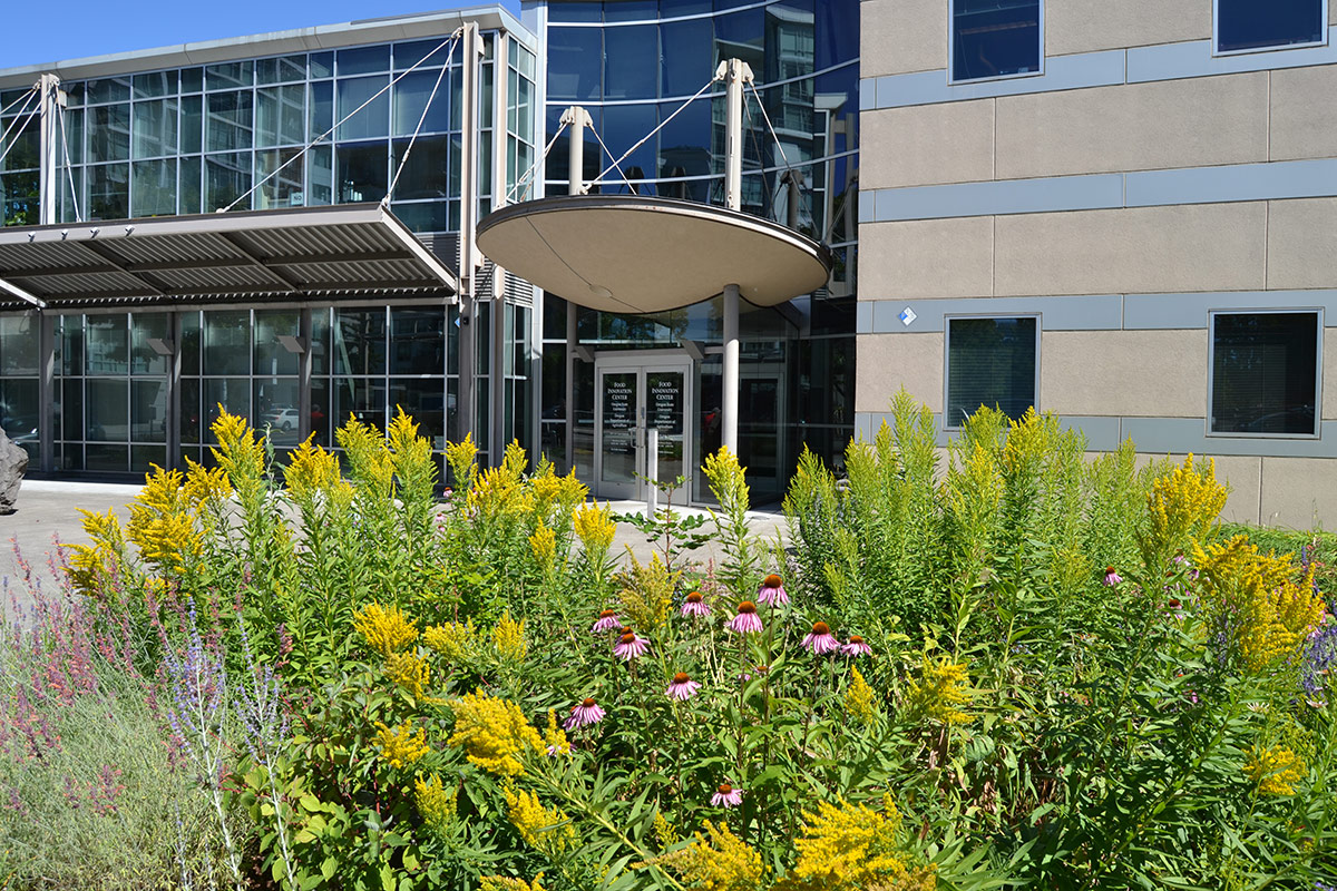 Wildflower garden growing in front of urban office building 