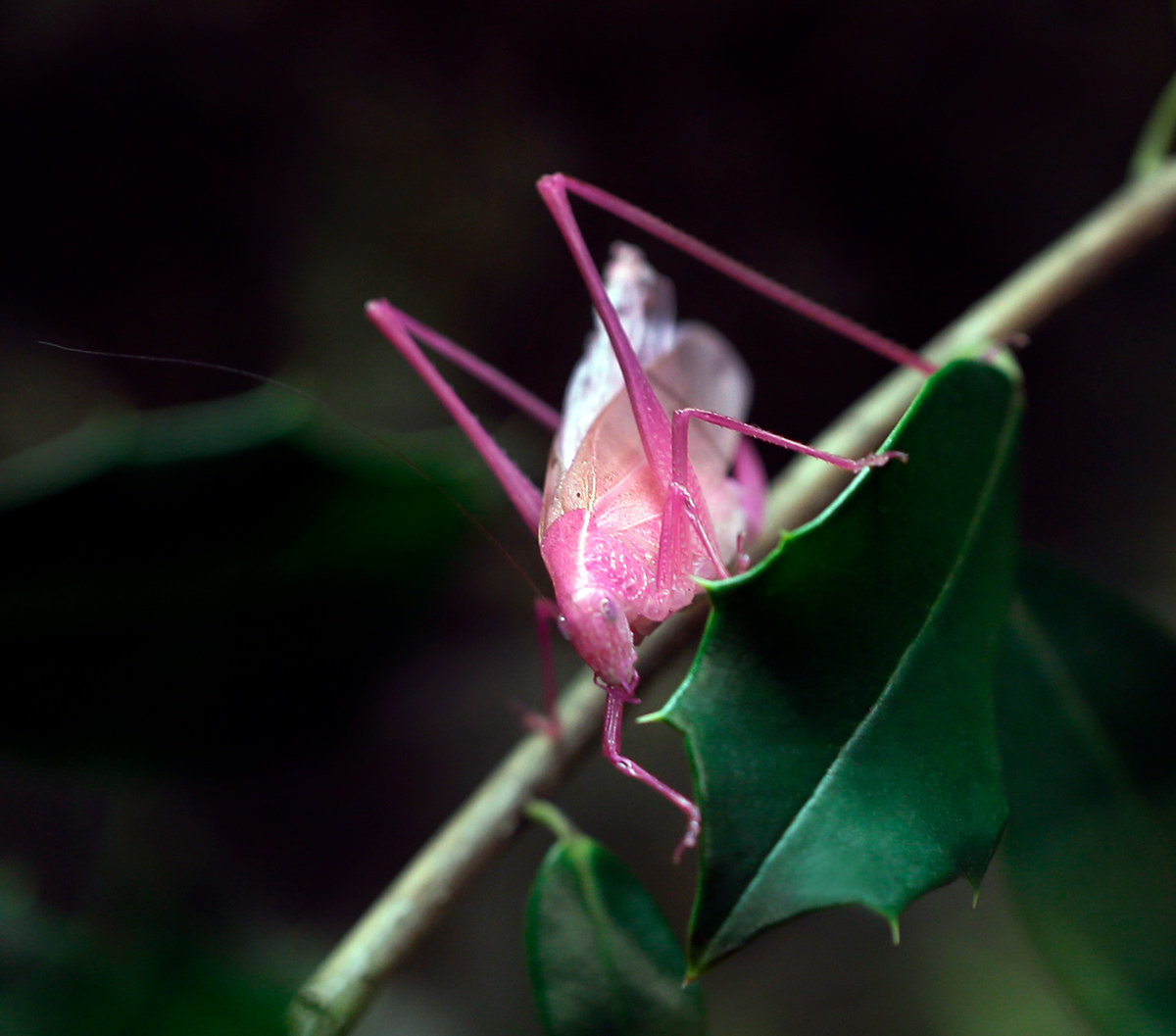 Pink katydid