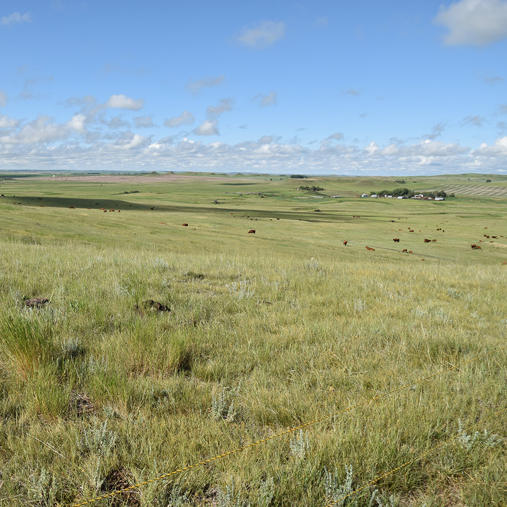 Conservationists working together to restore rangeland