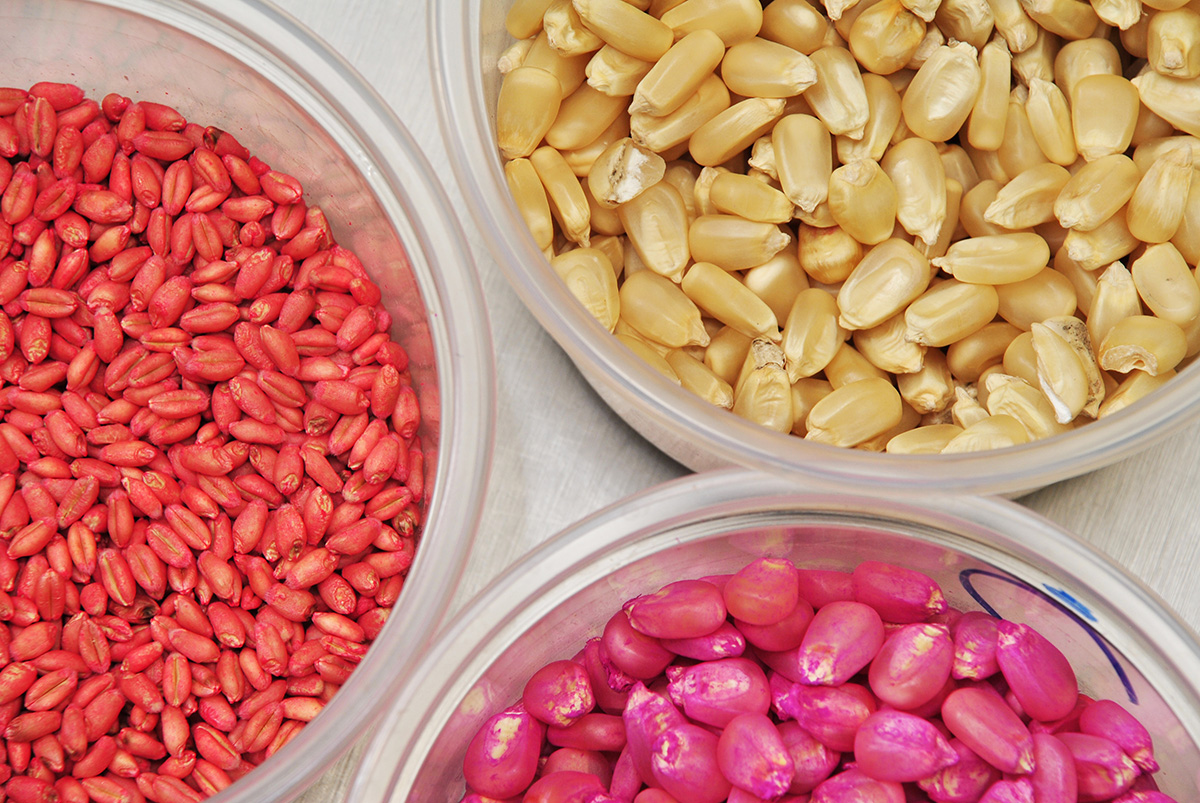Brightly colored seeds juxtaposed with neutral seeds, all in small dishes