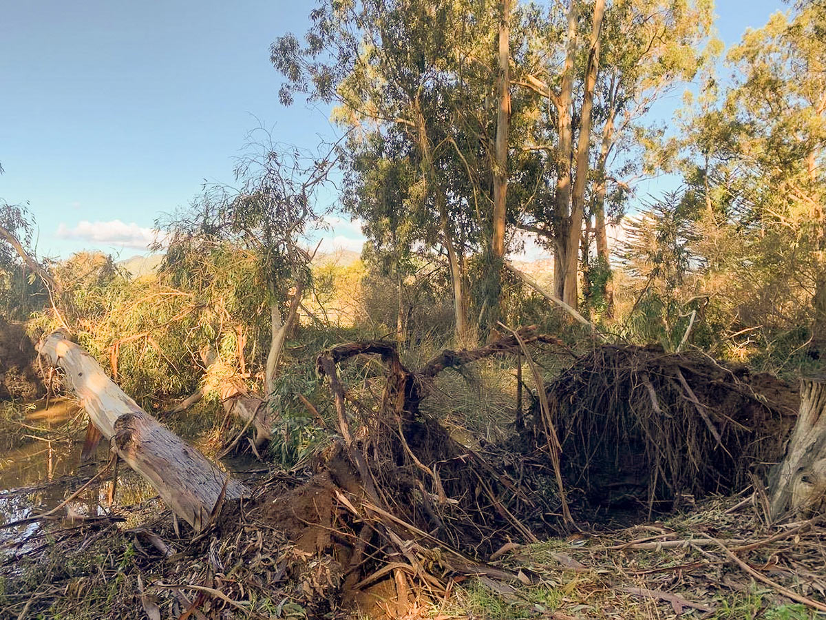 Several uprooted fallen trees