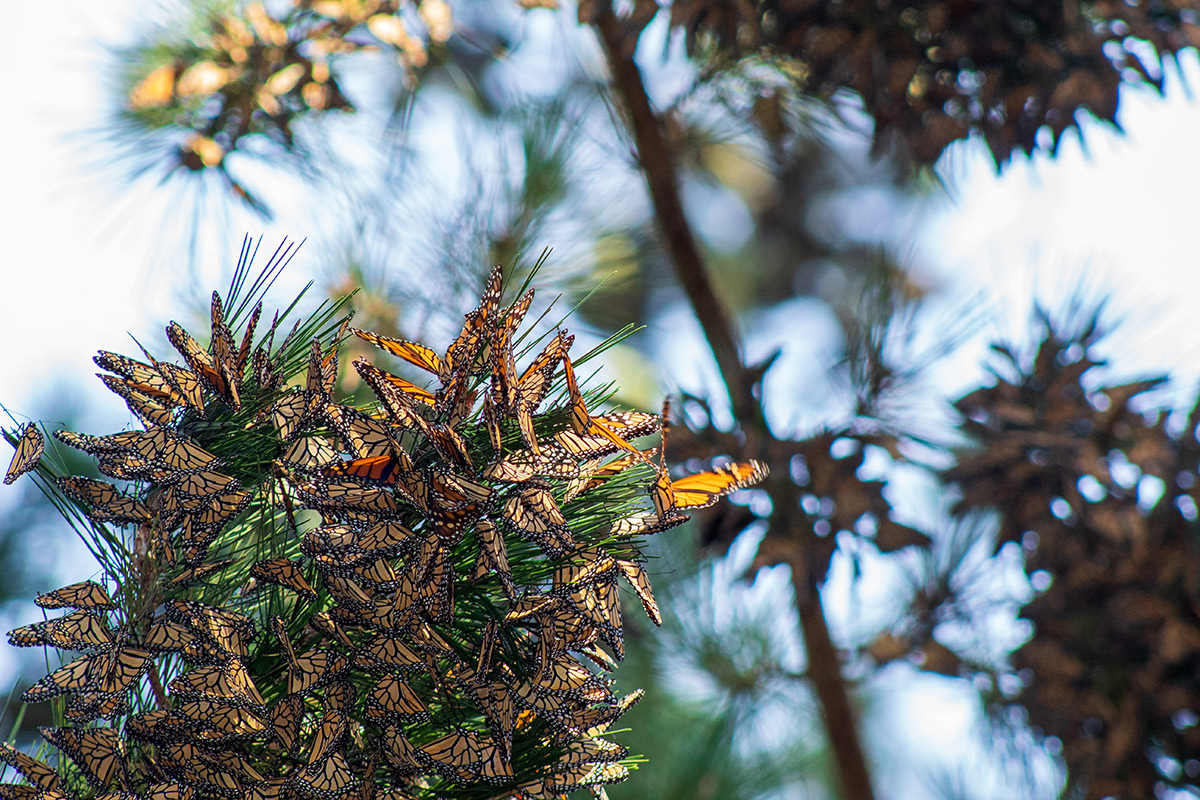 Monarchs cluster together on a branch