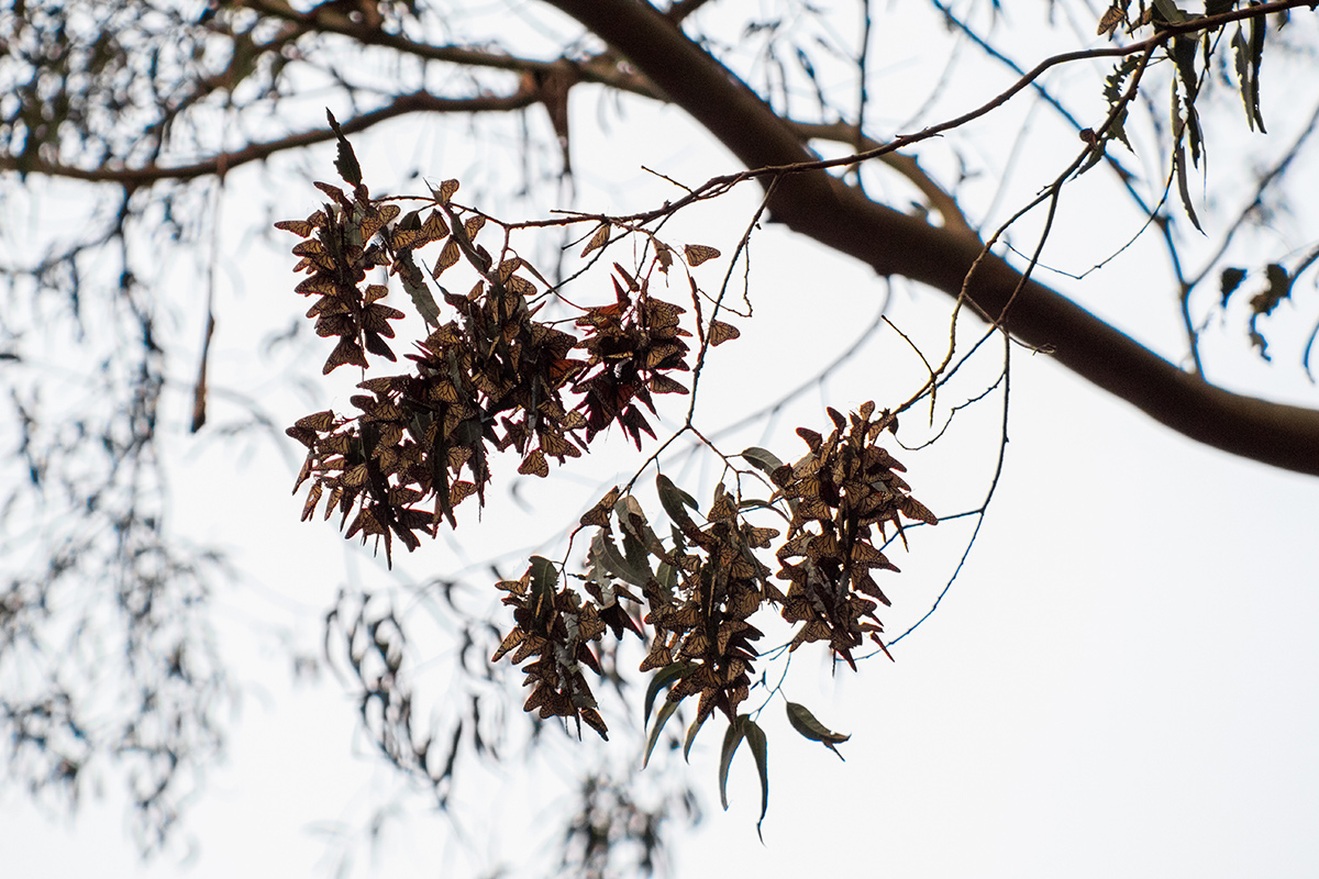 Clusters of monarchs overwintering on a branch
