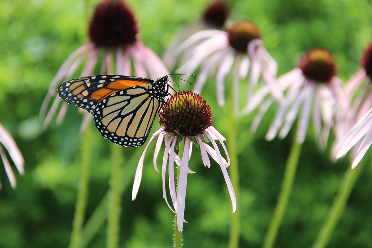 Monarch on purple coneflower 