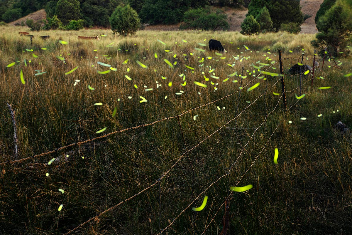 Flashes from fireflies near grazing cattle