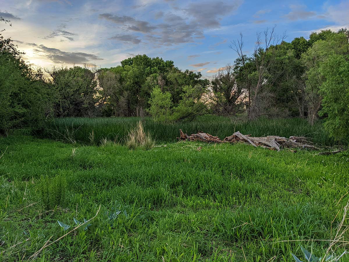 Wetland habitat