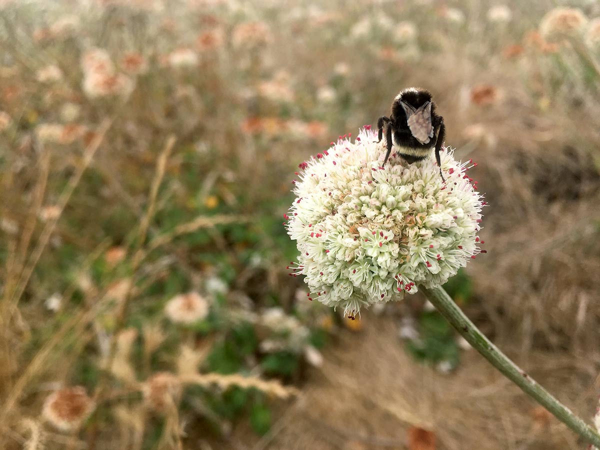 Yellow-faced bumble bee on seaside buckwheat