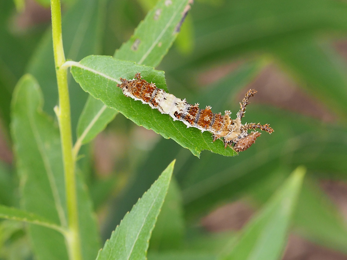 Caterpillar chewing a leaf