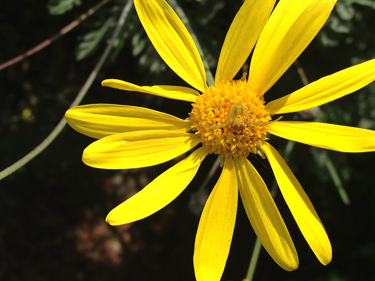 Crab spider camouflaged in the center of a flower 
