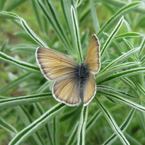 Butterfly on grass