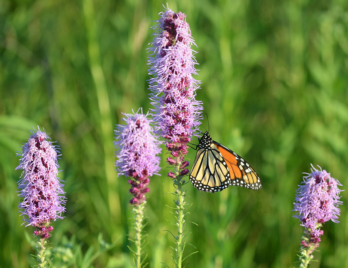 Monarch drinking nectar from prairie blazing star