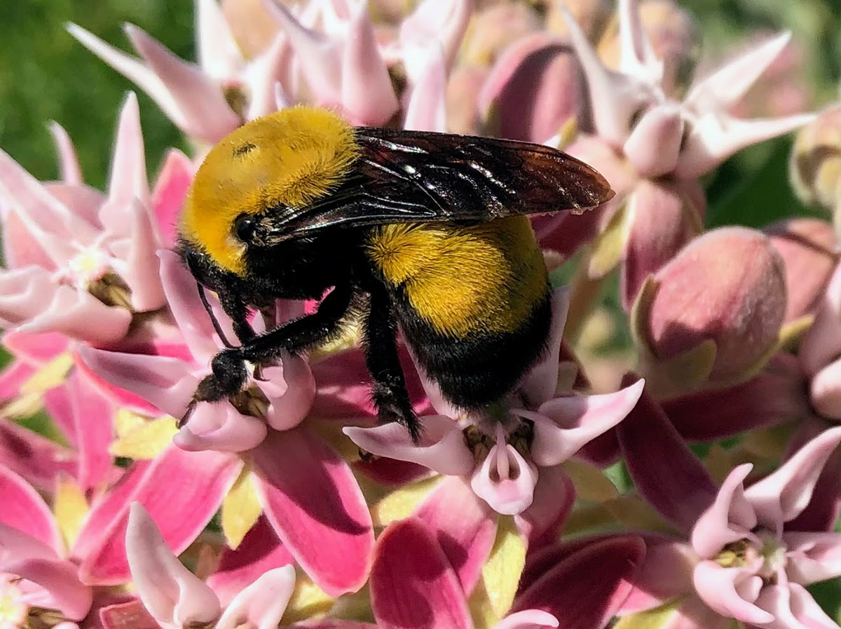 Morrison bumble bee on flower