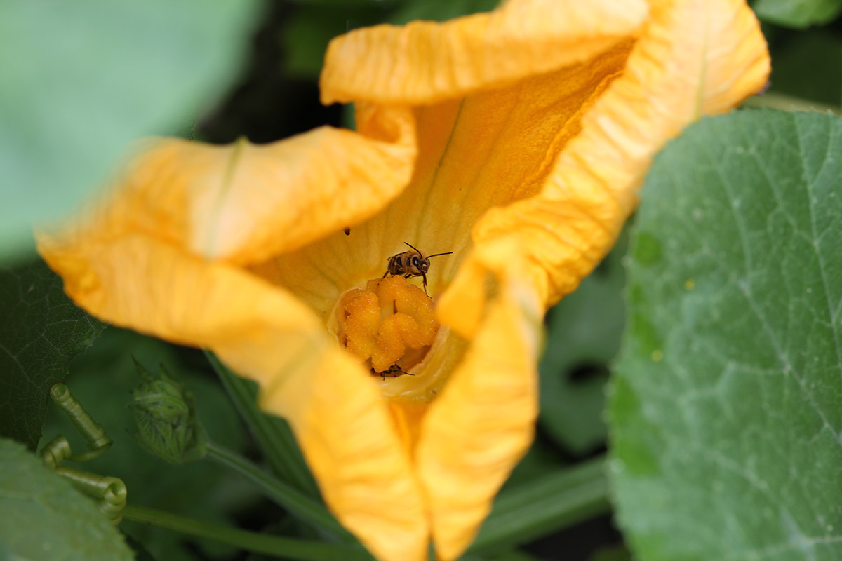 Squash bee foraging inside a squash bloom