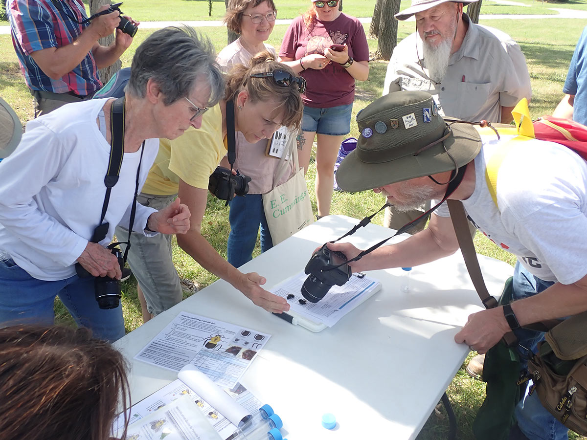 Several people aiming cameras at stunned bees on data sheets