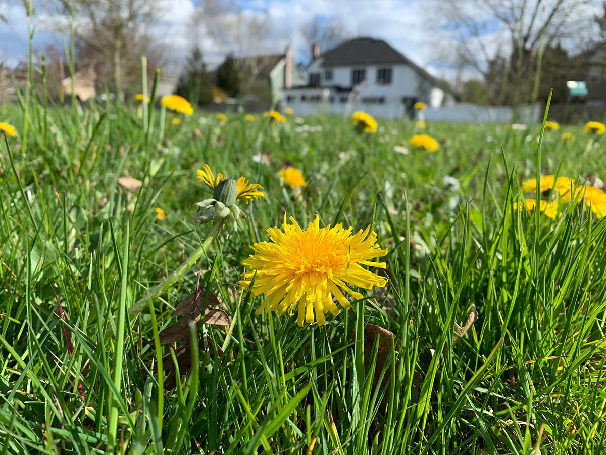 Dandelions growing in otherwise unbroken grass
