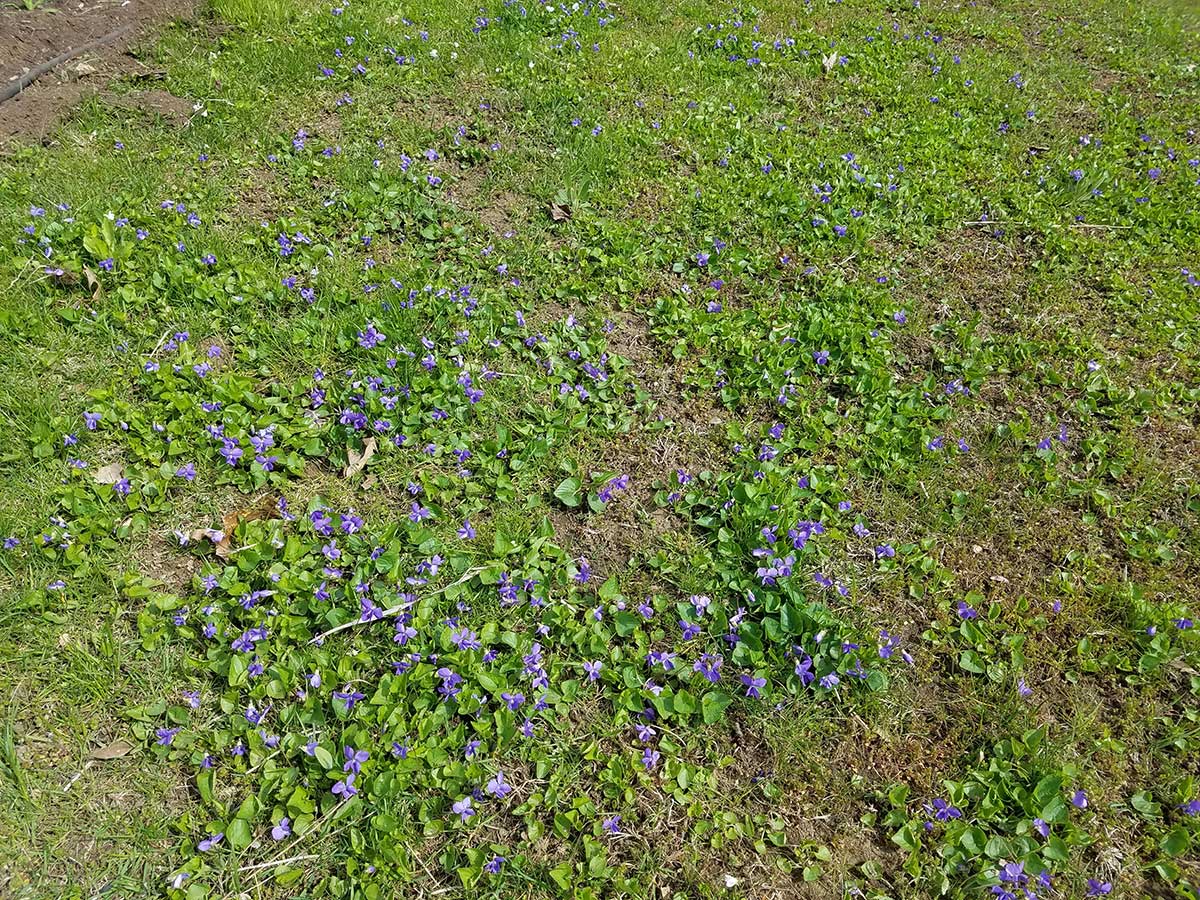 Violets growing in lawn
