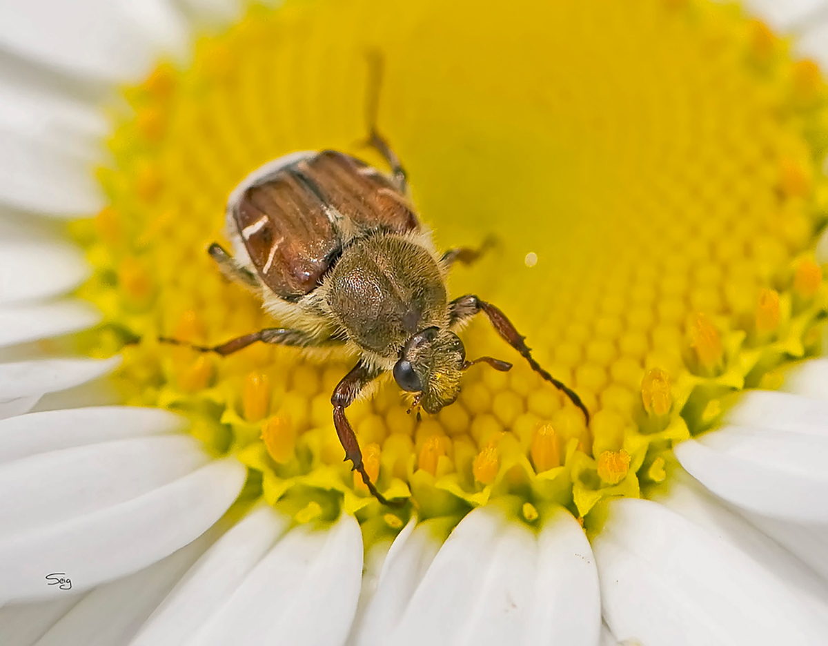 Beetle that resembles a bee on a flower